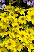 BIDENS MARIETTA GOLD SPARK