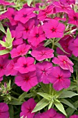 PHLOX ASTORIA MAGENTA