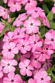 PHLOX ASTORIA PINK