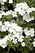 PHLOX ASTORIA WHITE