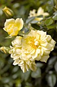 ROSA YELLOW RIBBONS