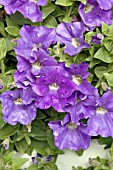 PETUNIA SURFINIA PATIO BLUE