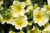 PETUNIA SURFINIA PATIO YELLOW