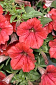 PETUNIA SURFINIA RED