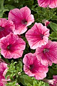 PETUNIA SURFINIA ROSE VEINED