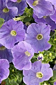 PETUNIA SURFINIA SKY BLUE