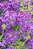 VERBENA TAPIEN BLUE VIOLET