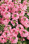VERBENA TAPIEN SALMON