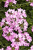 VERBENA TAPIEN SOFT PINK