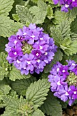 VERBENA TEMARI PATIO BLUE