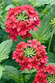 VERBENA TEMARI PATIO RED