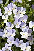 VIOLA VIOLINA BLUE AND WHITE