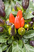 CAPSICUM ANNUUM SALSA RED