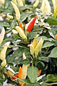 CAPSICUM ANNUUM SHU