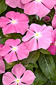 CATHARANTHUS ROSEUS SUN DEVIL PINK