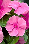 CATHARANTHUS ROSEUS SUN DEVIL ROSE