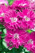 DIANTHUS ELEGANCE LAVENDER