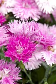 DIANTHUS ELEGANCE PINK