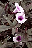 IPOMOEA BATATAS SWEET CAROLINE PURPLE