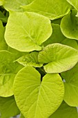 IPOMOEA BATATAS SWEETHEART LIGHT GREEN