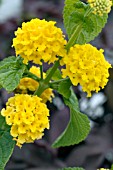 LANTANA MORNING GLOW YELLOW