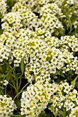 LOBULARIA MARITIMA APHRODITE LEMON