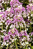 LOBULARIA MARITIMA APHRODITE LILAC