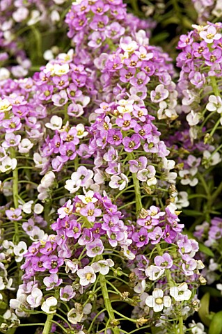 LOBULARIA_MARITIMA_APHRODITE_LILAC