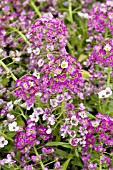 LOBULARIA MARITIMA APHRODITE PURPLE