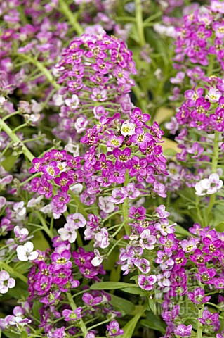 LOBULARIA_MARITIMA_APHRODITE_PURPLE