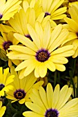 OSTEOSPERMUM SUMMERDAISY ALEXANDER