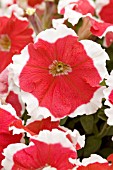 PETUNIA CANDY PICOTEE RED