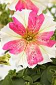 PETUNIA DOLCE FLAMBE