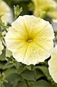 PETUNIA DOLCE LIMONCELLO