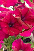 PETUNIA LAMBADA BURGUNDY