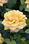 ROSA CINDERELLA