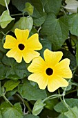 THUNBERGIA ALATA LEMON STAR