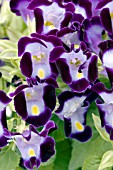 TORENIA SUN DEVIL BLUE