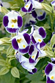 TORENIA SUN DEVIL BLUE AND WHITE