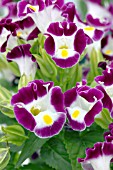 TORENIA SUN DEVIL BURGUNDY