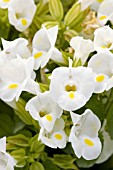 TORENIA SUN DEVIL WHITE