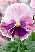 VIOLA WITTROCKIANA BOLERO PASTEL ROSE SHADES