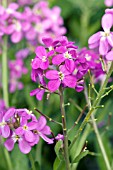 ARABIS BLEPHAROPHYLLA ROSE DELIGHT