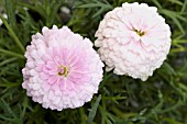 ARGYRANTHEMUM FRUTESCENS MOLIMBA FIRST BLUSH