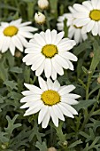 ARGYRANTHEMUM FRUTESCENS SHERE MONROE WHITE