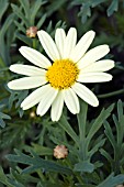 ARGYRANTHEMUM FRUTESCENS SHERE PASTEL YELLOW