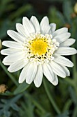 ARGYRANTHEMUM FRUTESCENS SHERE SEMI DOUBLE WHITE