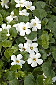 BACOPA CABANA HOT WHITE