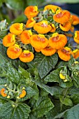 CALCEOLARIA RUGOSA PITA PETIT ORANGE