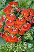 CALCEOLARIA PITA PETIT RED